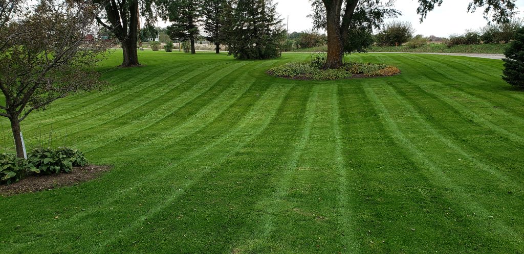 Lawn mowed, fertilized and aerated by Creekside Turf Management