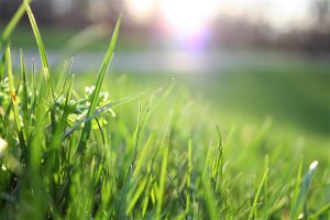 Grass with fertilizer and weed treatment