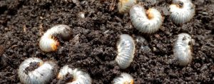 grubs in lawn soil