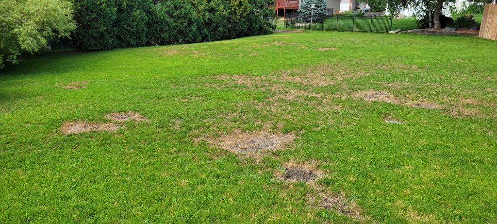 Damaged lawn before transformation