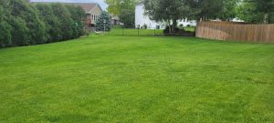 One year later - lawn transformation