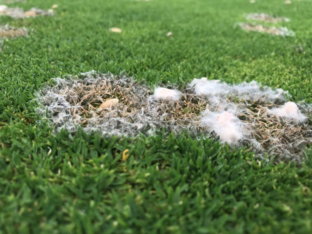 snow mold on grass